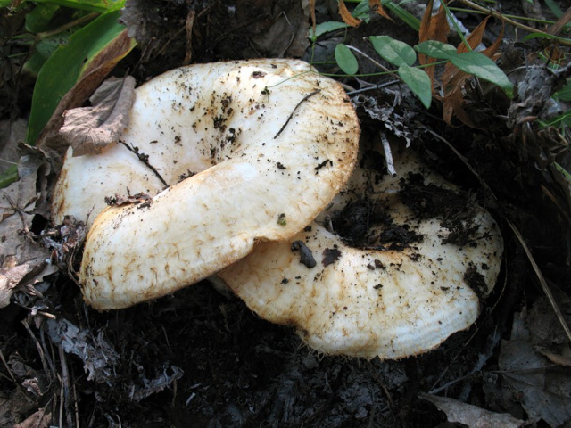 Мицелий Груздя настоящего / Груздь сырой (Lactarius resimus)